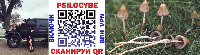 где купить наркотик  Перевоз  Псилоцибиновые грибы Cubensis 